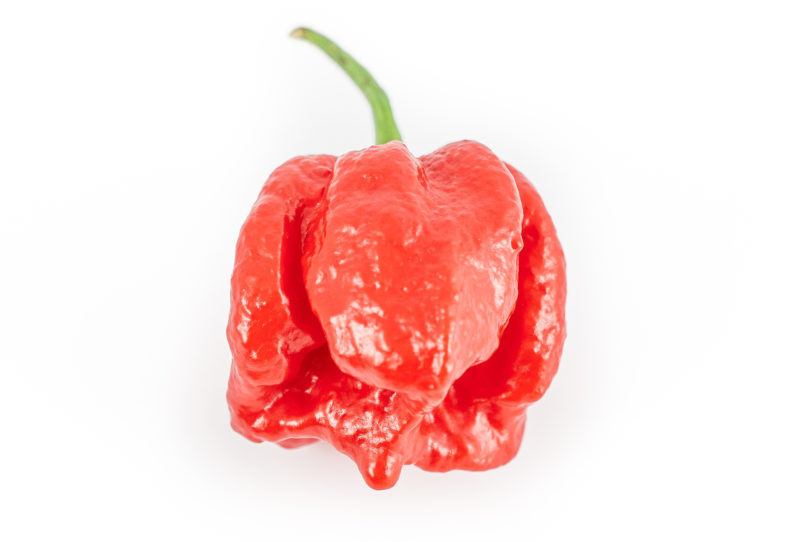 2007-CAP-AN-236 - Capsicum annuum - variedad de chile