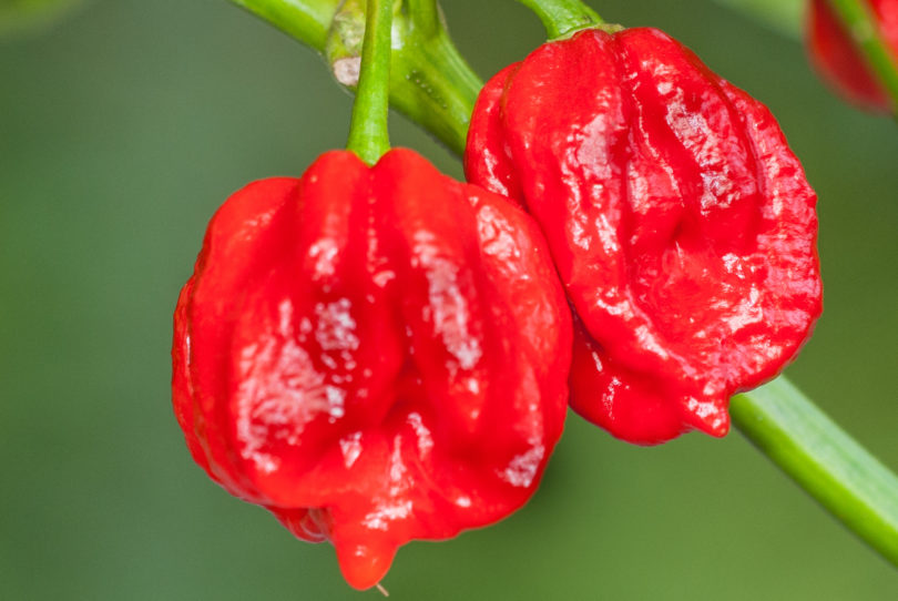 Ají de Jardin - Capsicum annuum - variedad de chile