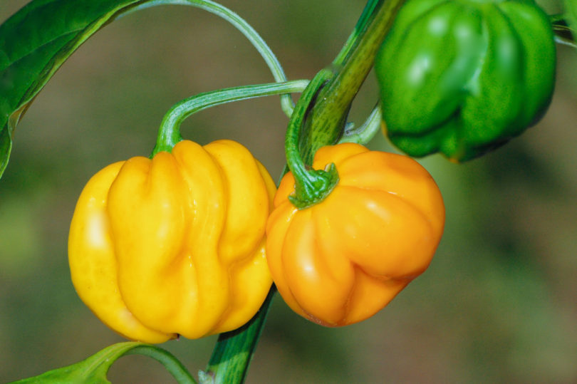 Aconcagua - Capsicum annuum - variedad de chile