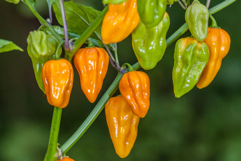 AG277 - Capsicum annuum - variedad de chile