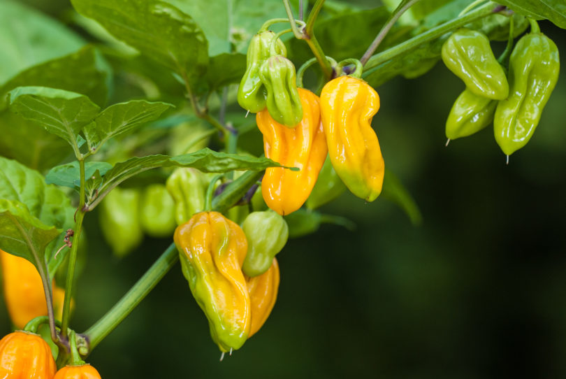 Anaheim 23Tmr - Capsicum annuum - variedad de chile