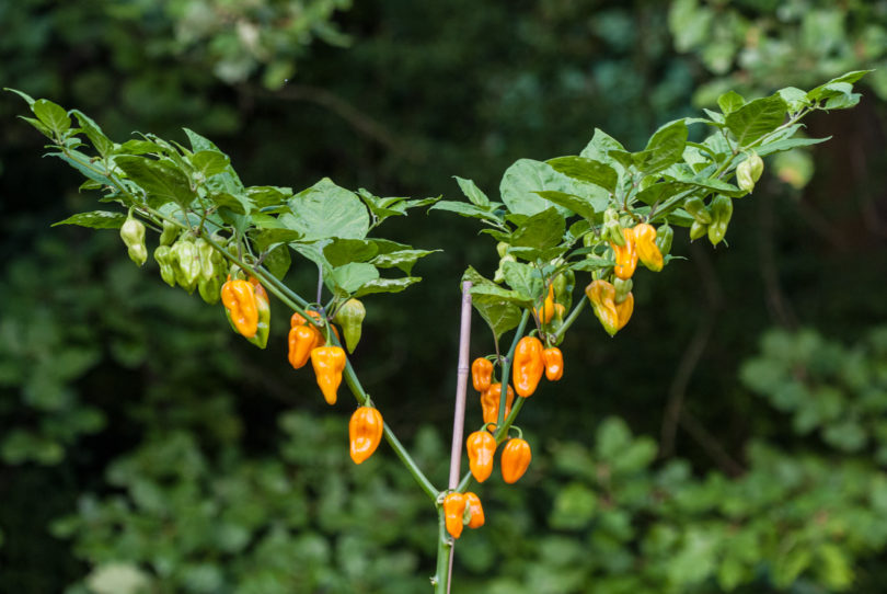 Anaheim Chilli - Capsicum annuum - variedad de chile