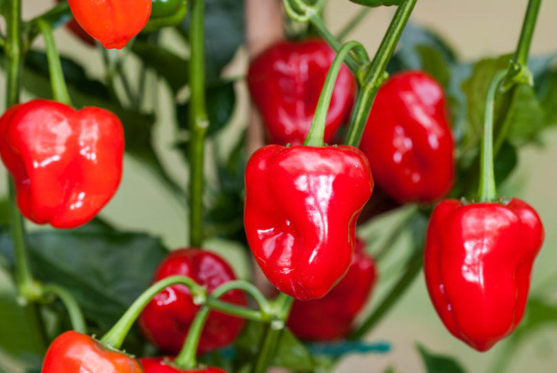 Almasu Mare - Capsicum annuum - variedad de chile