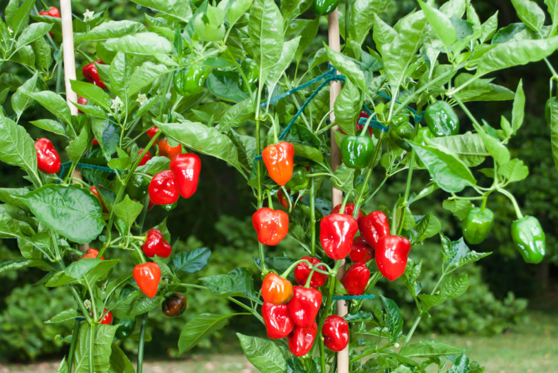 2008-CAP-AN-221 - Capsicum annuum - variedad de chile