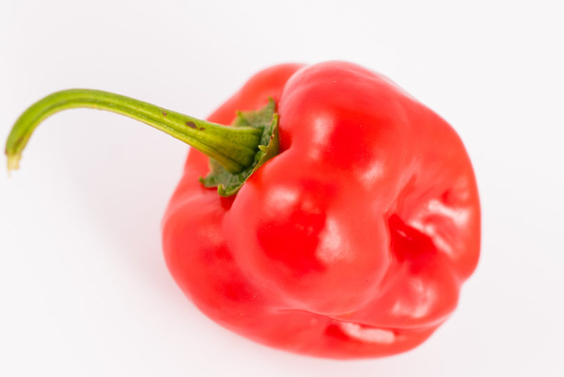 1637 - Capsicum annuum - variedad de chile