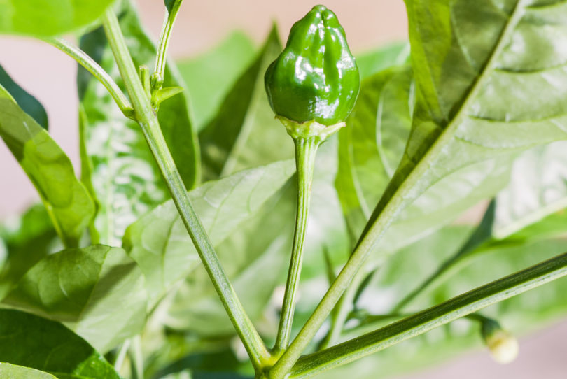 1355 - Capsicum annuum - variedad de chile