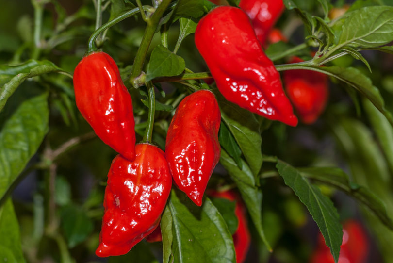 AGB2157 - Capsicum annuum - variedad de chile