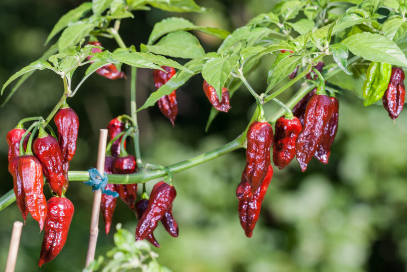 2007-CAP-AN-90 - Capsicum annuum - variedad de chile