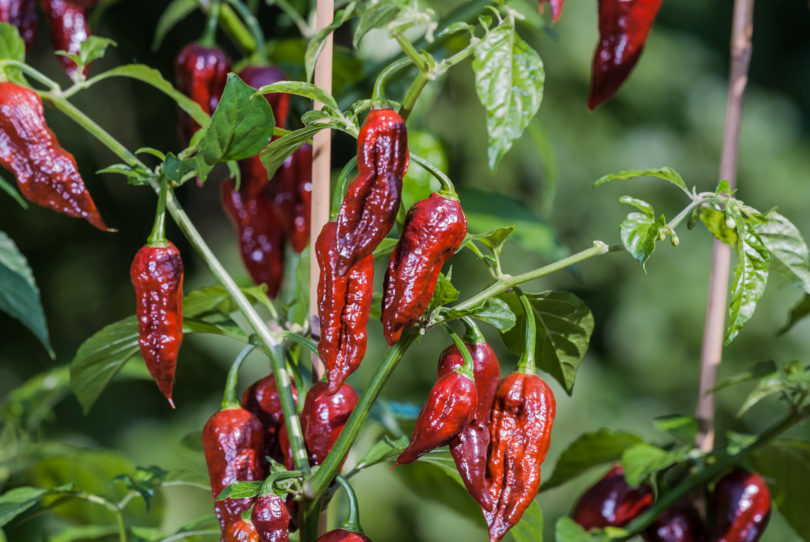 Absg Woxi - Capsicum annuum - variedad de chile