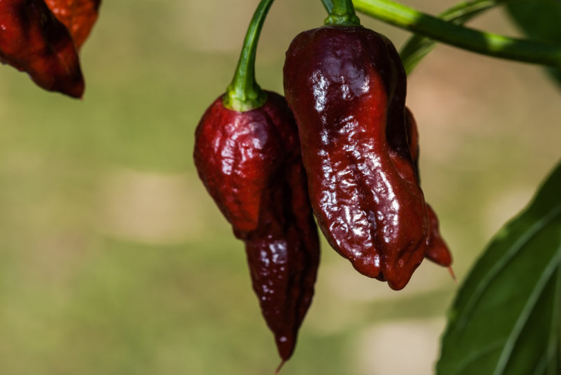 2007-CAP-AN-186 - Capsicum annuum - variedad de chile