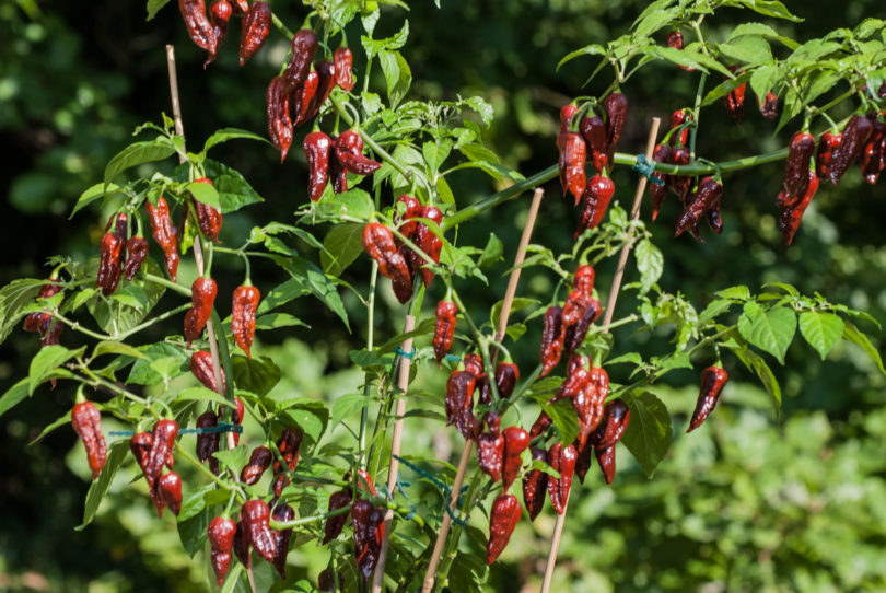 American bird pepper - Capsicum annuum - variedad de chile