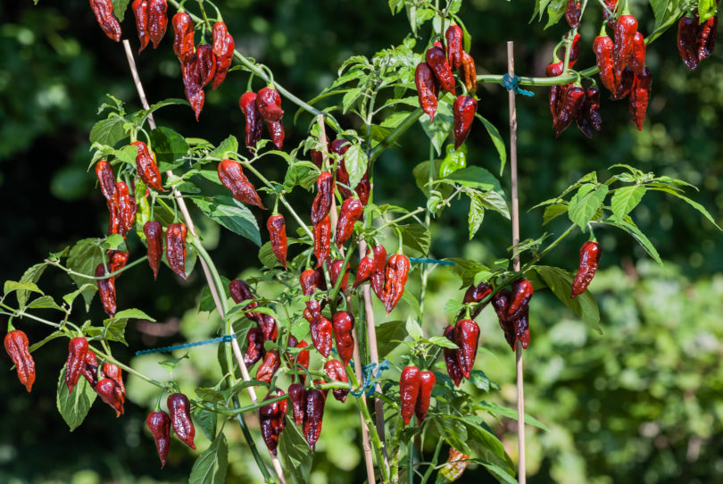 Ancho Mulato - Capsicum annuum - variedad de chile