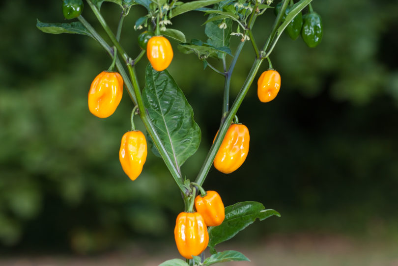 1983-CAP-AN-17 - Capsicum annuum - variedad de chile