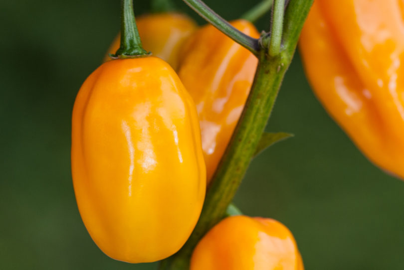 1643 - Capsicum annuum - variedad de chile