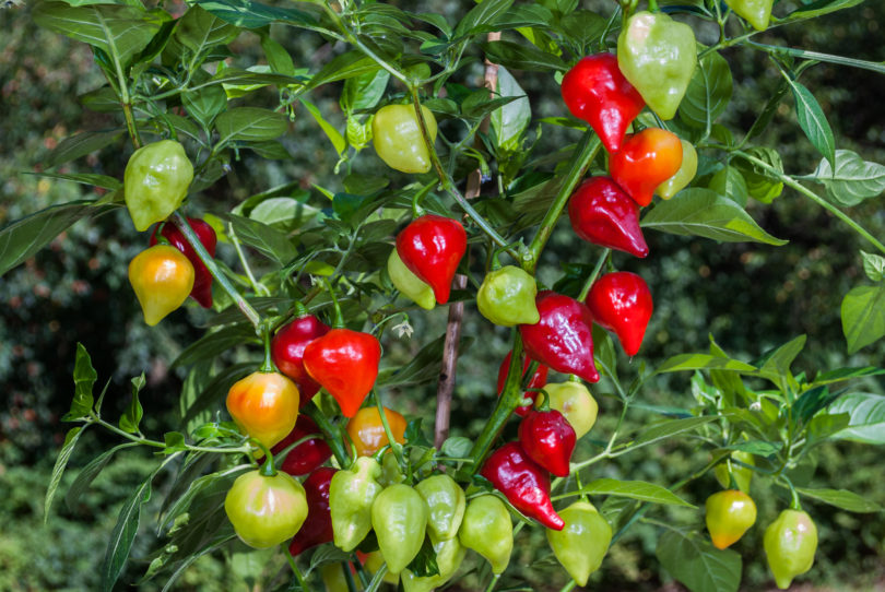 AGB2144 - Capsicum annuum - variedad de chile