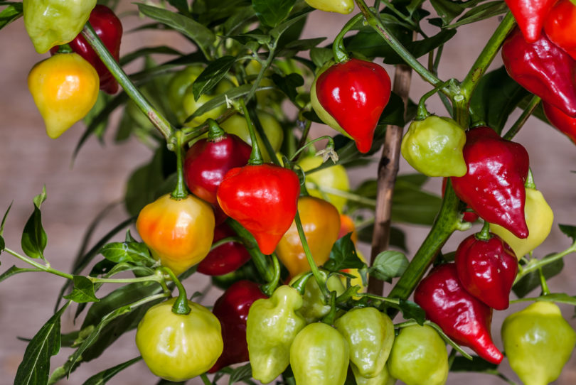 Anitbois - Capsicum annuum - variedad de chile