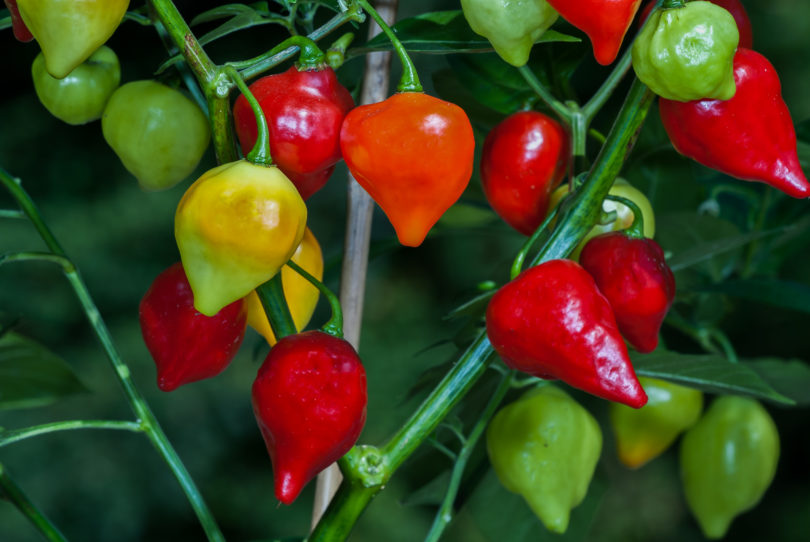 Albar - Capsicum annuum - variedad de chile