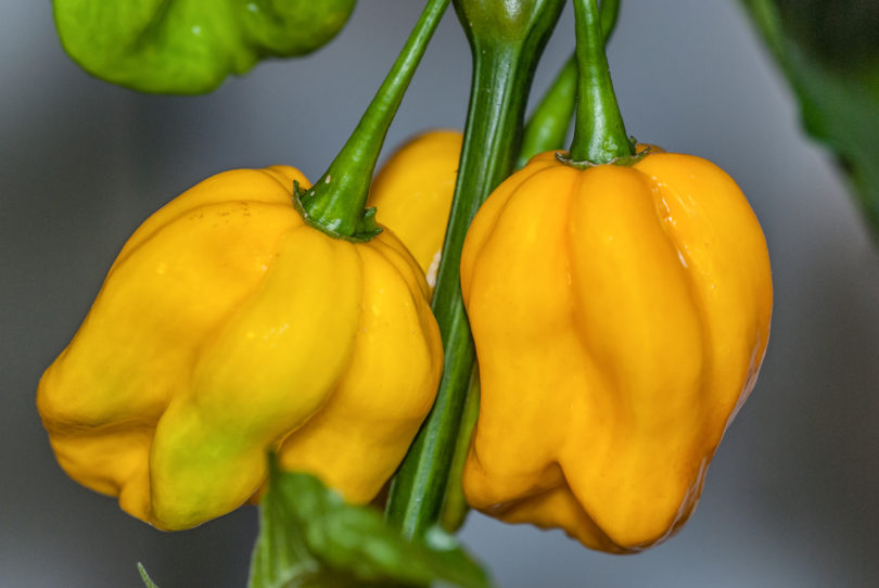 Agronomico No 8 - Capsicum annuum - variedad de chile