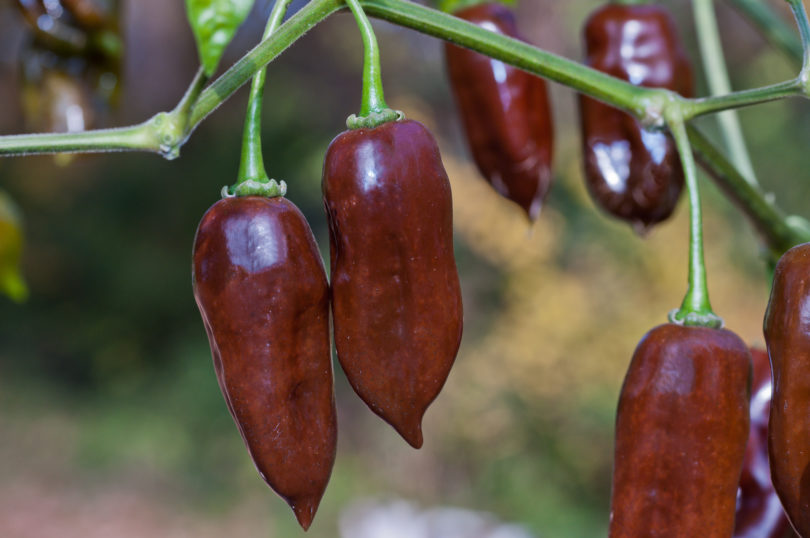 2007-CAP-AN-61 - Capsicum annuum - variedad de chile