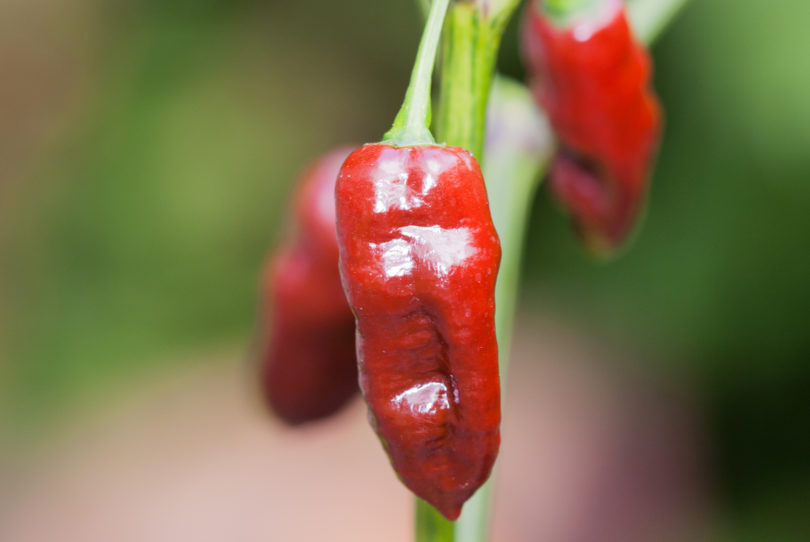 Ani - Capsicum annuum - variedad de chile