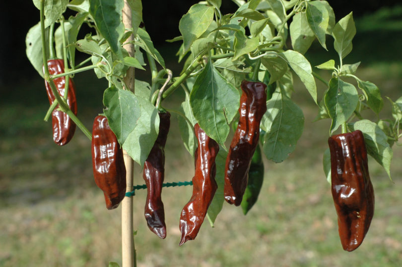 Albaregia - Capsicum annuum - variedad de chile