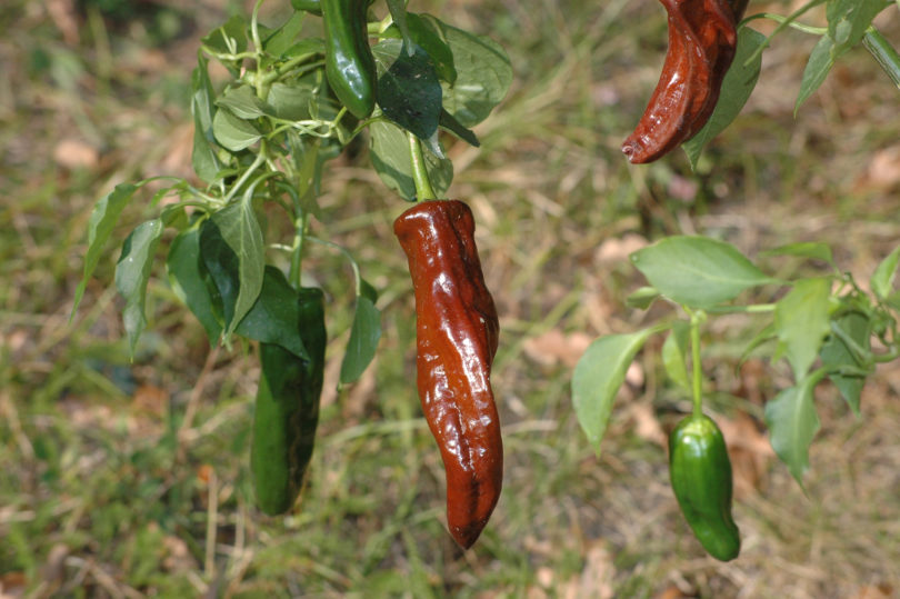 2007-CAP-AN-115 - Capsicum annuum - variedad de chile