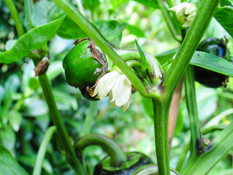 Alcalde - Capsicum annuum - variedad de chile