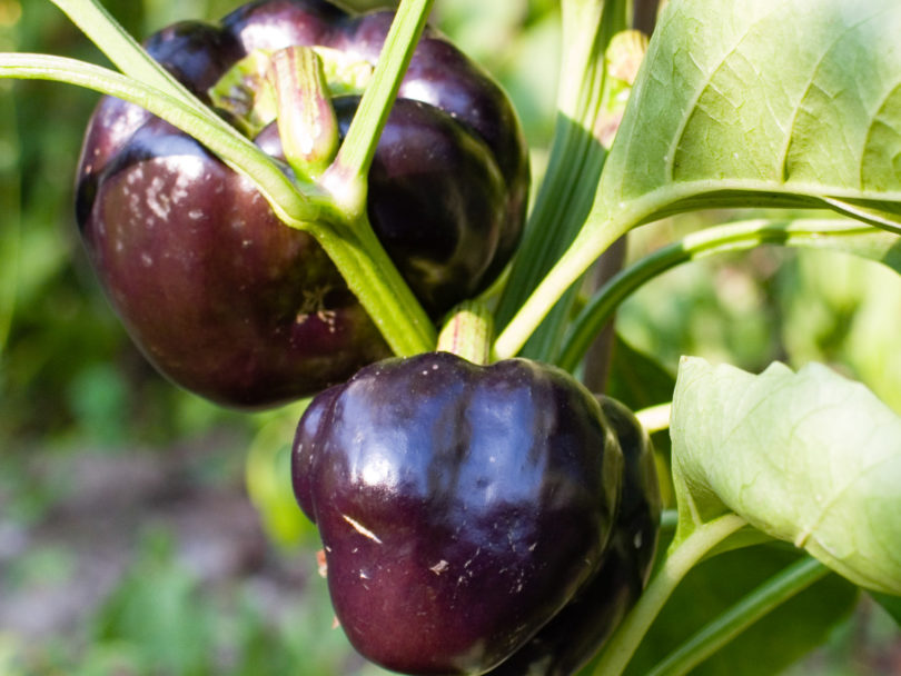 Aethiopien - Capsicum annuum - variedad de chile