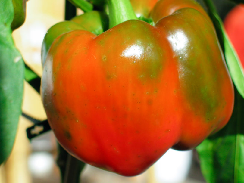 23151 - Capsicum annuum - variedad de chile