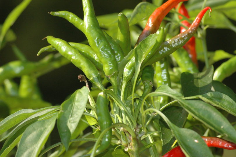 2007-CAP-AN-274 - Capsicum annuum - variedad de chile