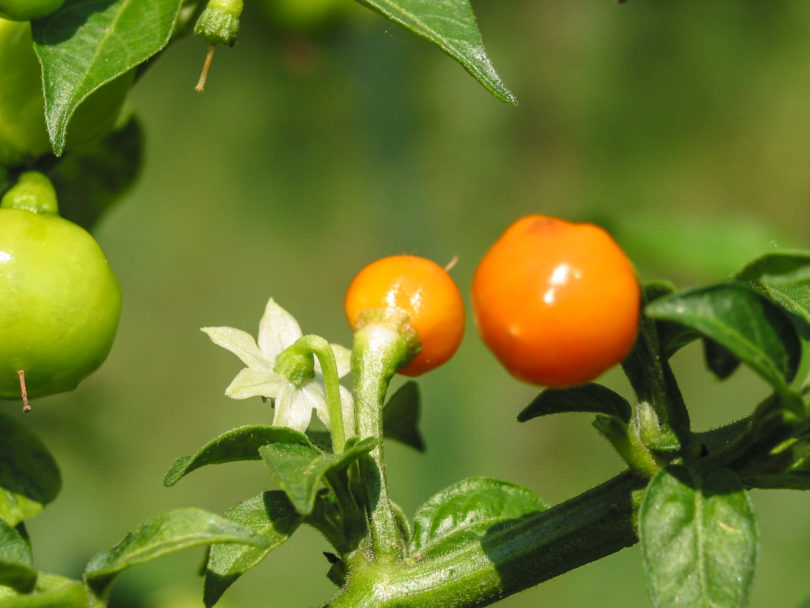 Ají Picante Largo - Capsicum annuum - variedad de chile