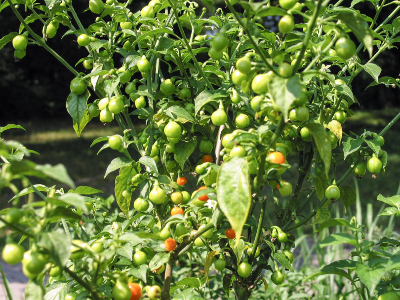 5695 - Capsicum annuum - variedad de chile