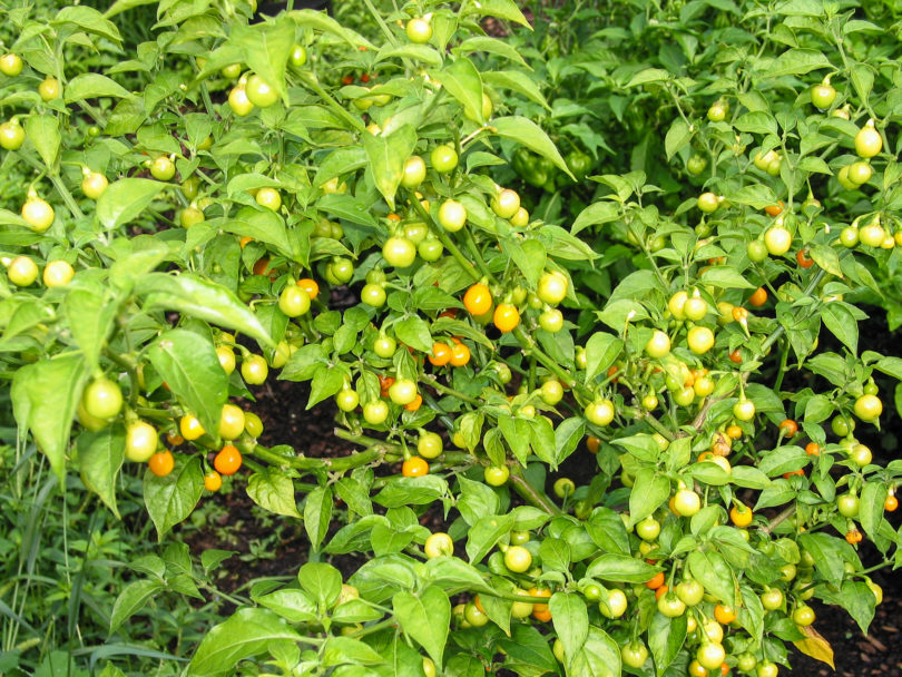 Sweet Cayenne - Capsicum annuum - variedad de chile