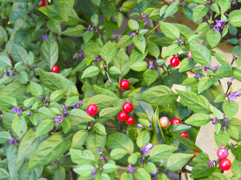 Aji Blanco Cristal - Capsicum annuum - variedad de chile