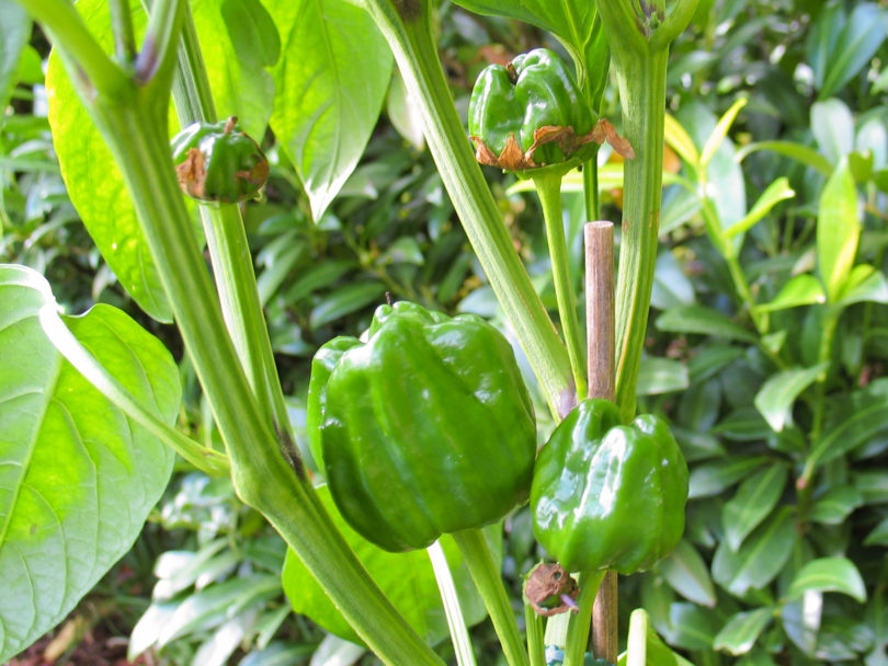 1565 - Capsicum annuum - variedad de chile