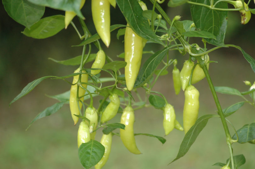 1624 - Capsicum annuum - variedad de chile