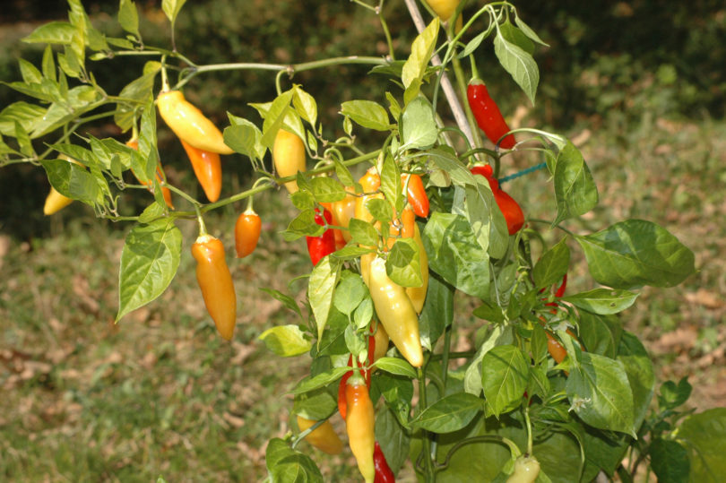 1645 - Capsicum annuum - variedad de chile