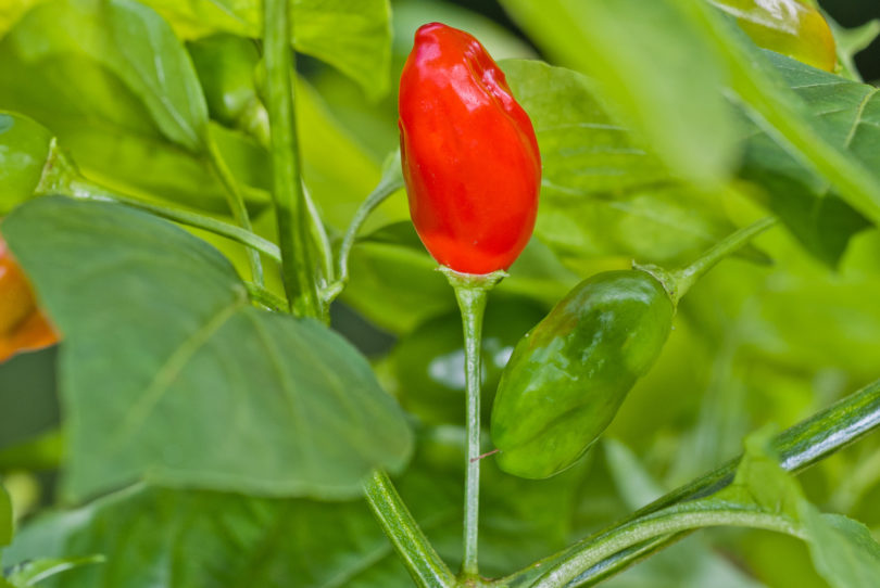 1589 Oz - Capsicum annuum - variedad de chile