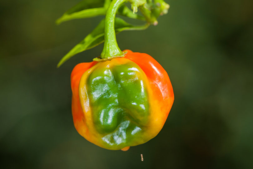 Agrunaldo de Asti - Capsicum annuum - variedad de chile