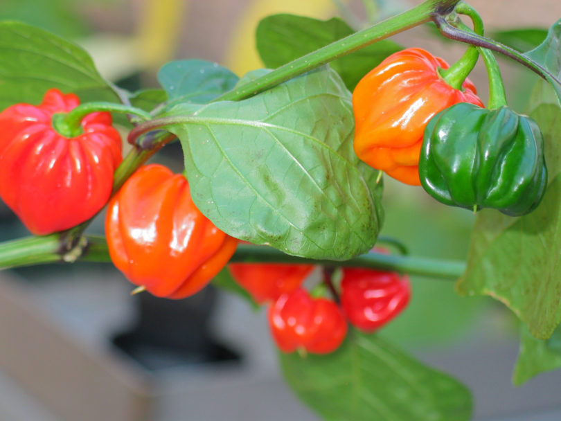 Alegria - Capsicum annuum - variedad de chile