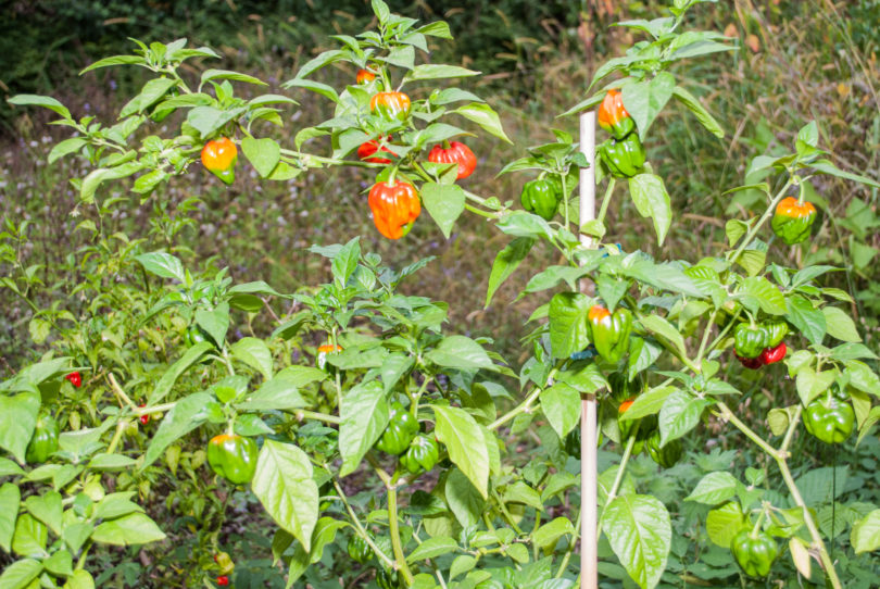 20 R2P4-34 Plt 6C - Capsicum annuum - variedad de chile