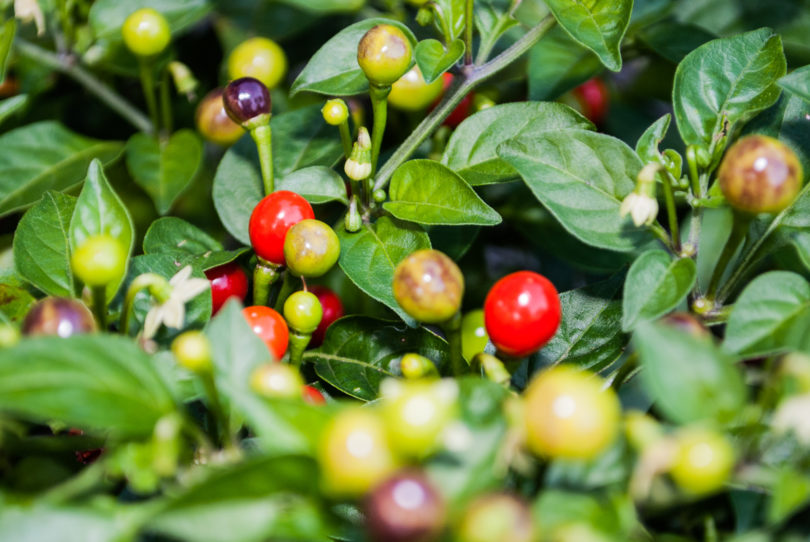 2007-CAP-AN-54 - Capsicum annuum - variedad de chile