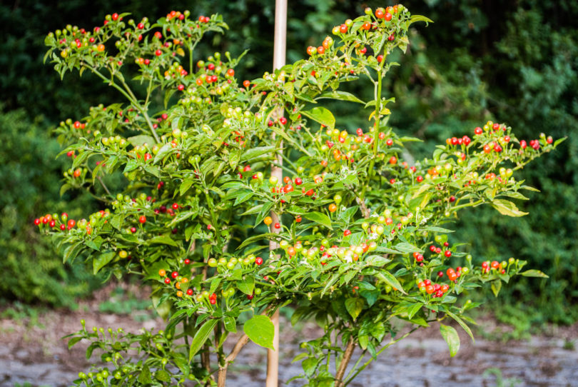 Andrea - Capsicum annuum - variedad de chile