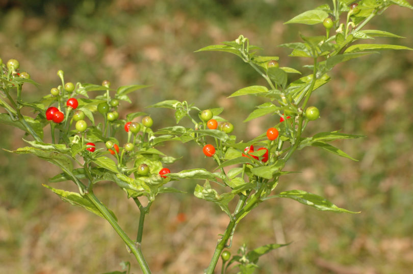 Anaheim Tmr 23 - Capsicum annuum - variedad de chile