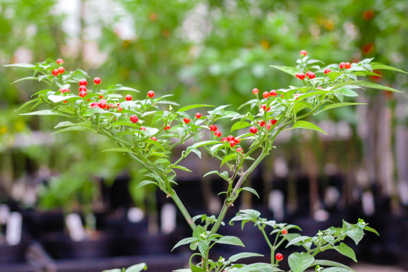 Albaregia - Capsicum annuum - variedad de chile