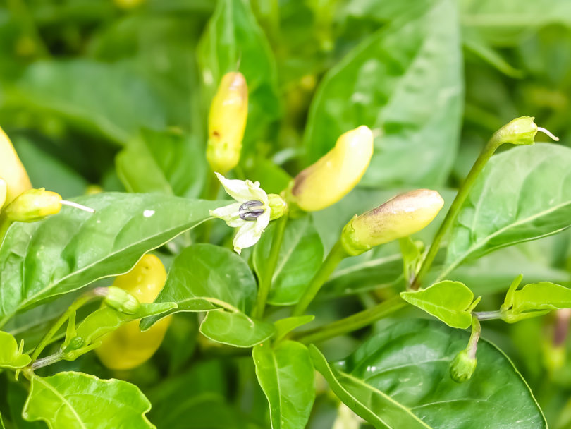 1992-CAP-AN-1 - Capsicum annuum - variedad de chile