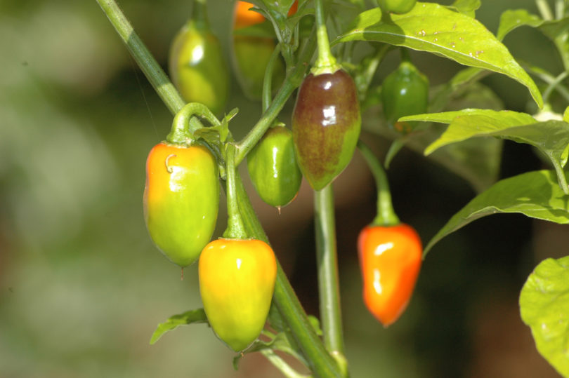 AGB2166 - Capsicum annuum - variedad de chile