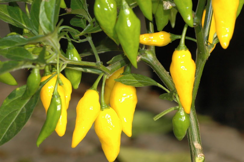 5671 - Capsicum annuum - variedad de chile