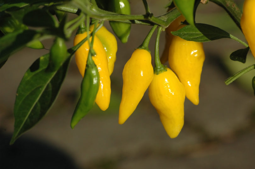 American bird pepper - Capsicum annuum - variedad de chile