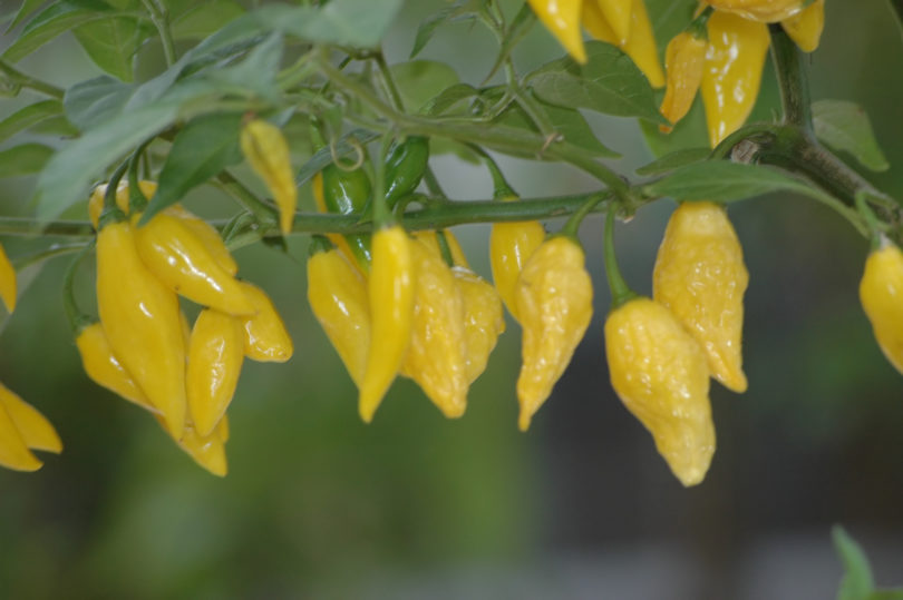 Allbig - Capsicum annuum - variedad de chile